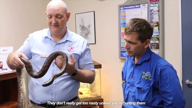 BLACK-HEADED PYTHON HAS AN INFECTION смотреть онлайн