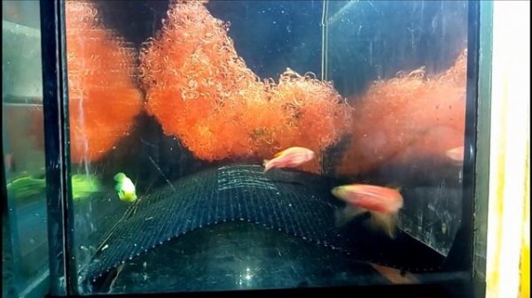 Разведение данио в домашних условиях | размножение | Нерест данио | Danio (ZebraFish) breeding