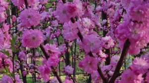 Сакура в Сибири . Цветение сакуры . Красноярск .