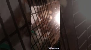 VideoCook_12112022_203005162.mp4