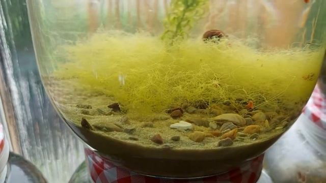 4 MONTH OLD AIR TIGHT ECOSPHERE FRESHWATER SPIDER SALTWATER SEA CRABS. Argyroneta aquatica spider смотреть онлайн