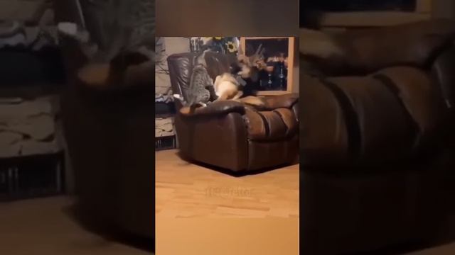 Видео,приколы,юмор,смех смотреть онлайн