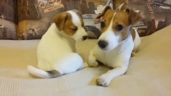 джек рассел терьер