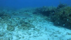 Тупорылая акула