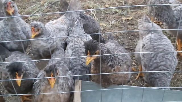 Ручные куры ЛЮБЯТ КАМЕРУ легбар лучшие куры/ щенок Бэлла и ее новый поводок смотреть онлайн