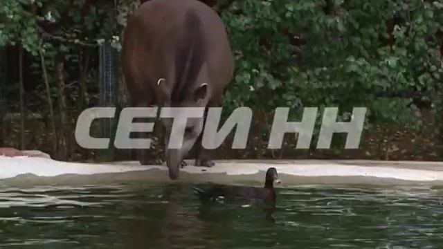 Эта пара опровергла поговорку "Гусь свинье не товарищ" смотреть онлайн