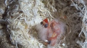 Разведение канареек ЧТО ДЕЛАТЬ ЕСЛИ КАНАРЕЙКА ОТКАЗЫВАЕТСЯ КОРМИТЬ СВОИХ ПТЕНЦОВ