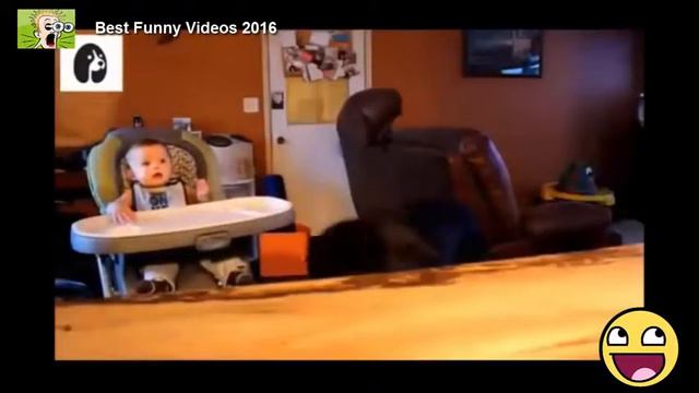 Смешные Видео Самые смешные приколы про животных 2016 года #19 смотреть онлайн