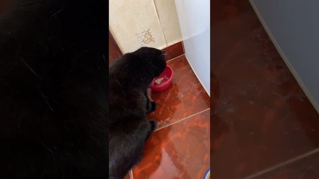 Кот и сырая куриная грудка смотреть онлайн