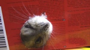 ХОМЯКИ - Питомцы Кеши! История Жизни хомяков! Мультики с игрушками Ми-ми-мишки для детей