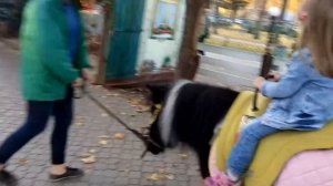 Катаемся на Пони в Зоопарке ? Детский Аттракцион Лошадка