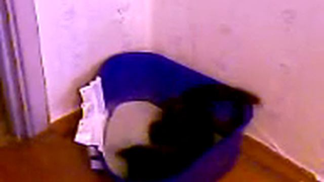 Баст играет в лотке смотреть онлайн