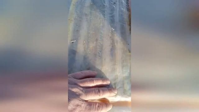 Спасаем оставшихся пчел. Весенние работы на пасеке