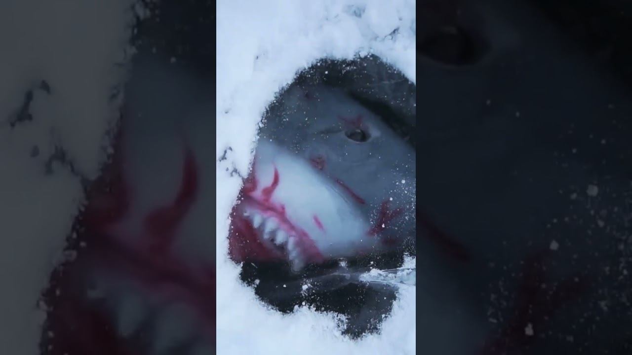 Самая жуткая находка во льдах! Акула подо льдом! смотреть онлайн