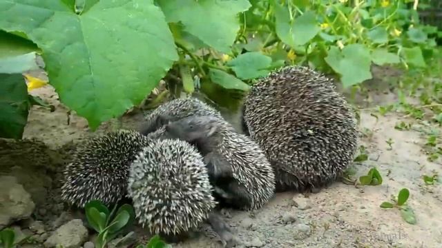 Ёжик, ЕЖИХА С ЕЖАТАМИ на огороде. Маленькие - детки хоть куда. Видео прикол с милыми животными ? смотреть онлайн