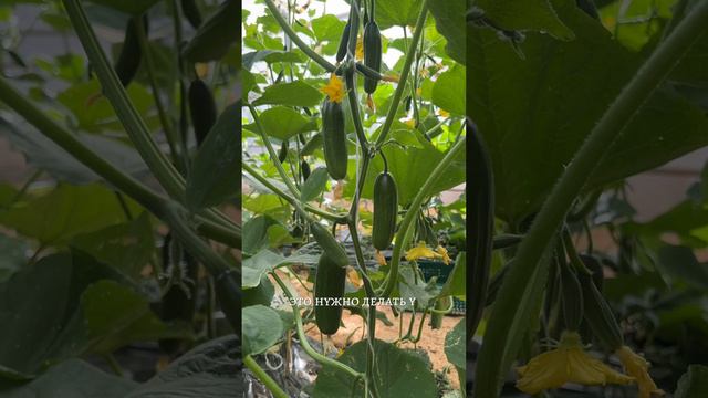 СЕКРЕТ БОЛЬШОГО УРОЖАЯ ОГУРЦОВ смотреть онлайн