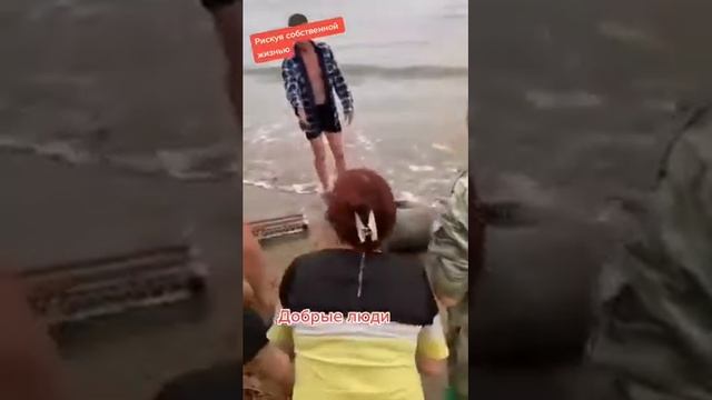 Спасение морского котика(сивуча)? смотреть онлайн