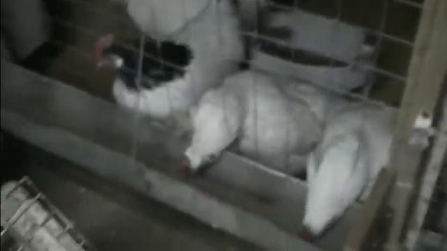 Обустраиваем курятник, часть 2, 07 .11. 17 смотреть онлайн