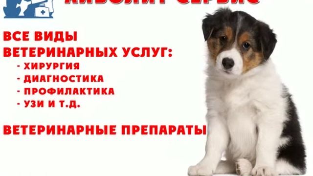 Ролик для ветеринарной клиники смотреть онлайн