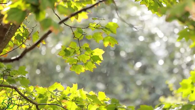 Музыка лечит сердце и сосуды🌿 Успокаивающая музыка восстанавливает нервную систему,расслабляющая #1 смотреть онлайн