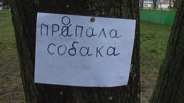 154 Чаплыгин Евгений ст Медведовская Пропала собака смотреть онлайн