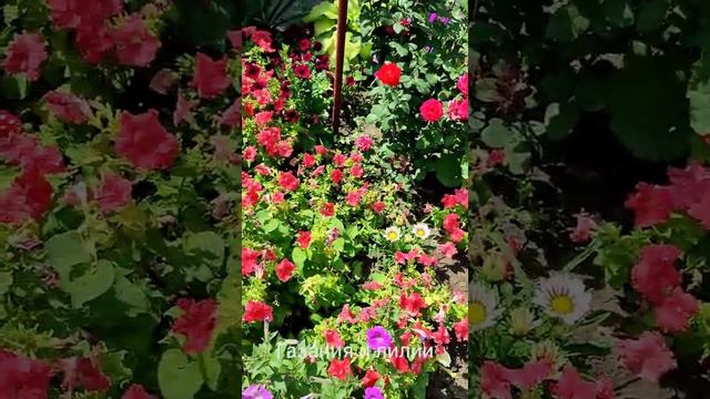 Маленькая клумба своими руками#петунии#вербена#юкка#бархатцы смотреть онлайн