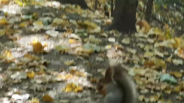 Кормим белочек ?️ в Нескучном саду (30.09, Парк Горького, Москва) | Feeding The Squirrels | # 101