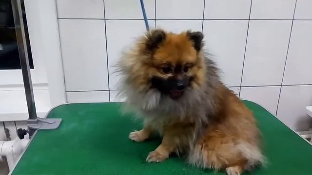 Шпиц, мытье и стрижка по контуру. смотреть онлайн