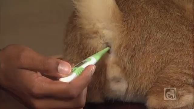 Taking Your Cats Temperature Part 4: Digital Termometer смотреть онлайн