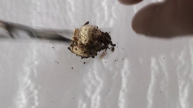 Hapalopus sp. colombia large (Pumpkin patch tarantula) смотреть онлайн