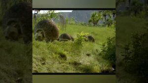 ТРЁХМЕТРОВЫЙ БРОНЕНОСЕЦ - Это МОЩЬ