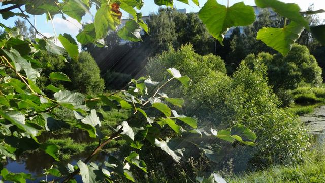 Природа возьмёт своё. смотреть онлайн