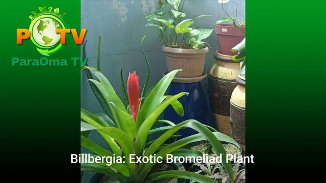 BILLBERGIA : CLASSIFICATION, CARE AND CULTURE - BROMELIAD PLANT смотреть онлайн