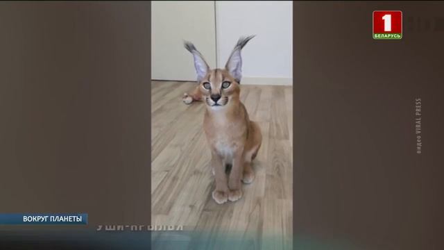 Хит Интернета: каракал с гибкими ушами. Вокруг планеты смотреть онлайн