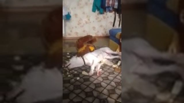 Собака разорвала льва