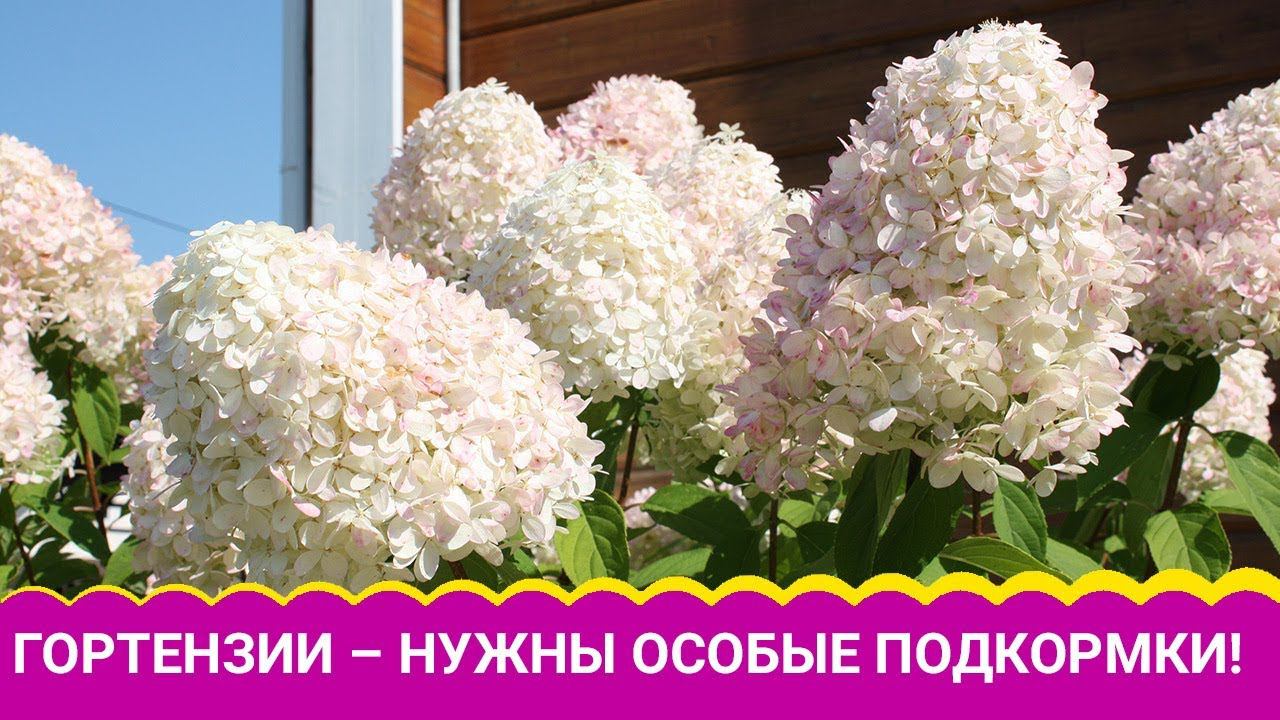 КРАСОТКИ- ГОРТЕНЗИИ ЛЮБЯТ ПОКИСЛЕЕ. смотреть онлайн