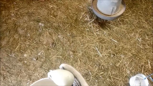 More Egg Laying In The Duck Hospital & Drakes Getting Get Tormented Big Time #78 Breeding Ducks смотреть онлайн