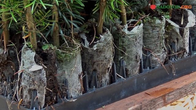 Пихта Нордмана. Особенности выращивания смотреть онлайн