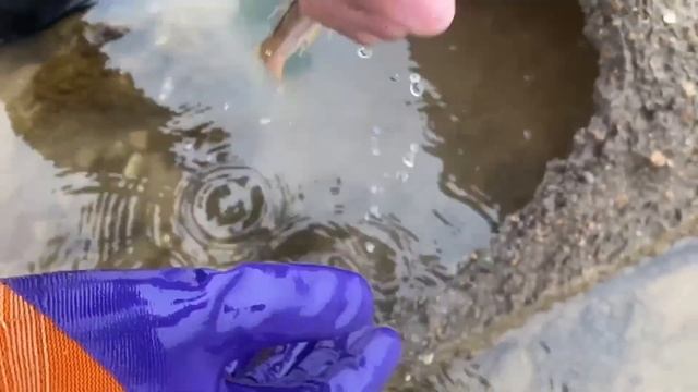 【English sub】小章赶海，海滩上被冲上来一大些海带！比人还要高！没想到下面还暗藏着宝贝#海带#kelp смотреть онлайн