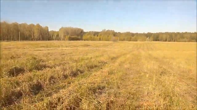 Поехал за черметом, а набрал грибов. Коп с MD-6350 смотреть онлайн