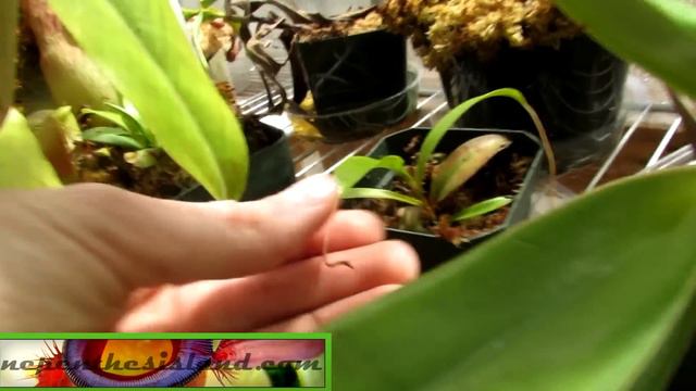 Orchids & Carnivorous Plants: Greenhouse Update #20 смотреть онлайн