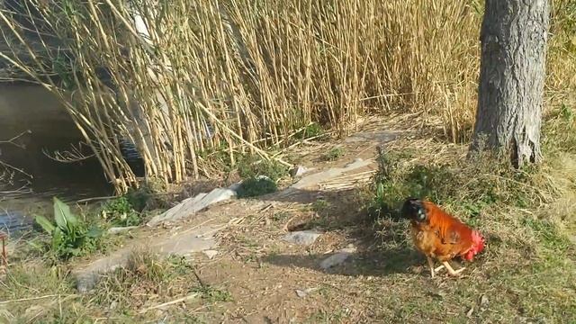 Клещевина обыкновенная (касторка) в природе. смотреть онлайн