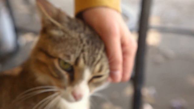 Ласку заслуживают все кошки! ДОМАШНИЕ ЖИВОТНЫЕ смотреть онлайн