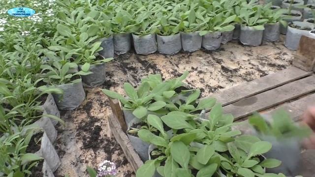 Секрет крепкой и коренастой рассады - сделай ТАК! смотреть онлайн