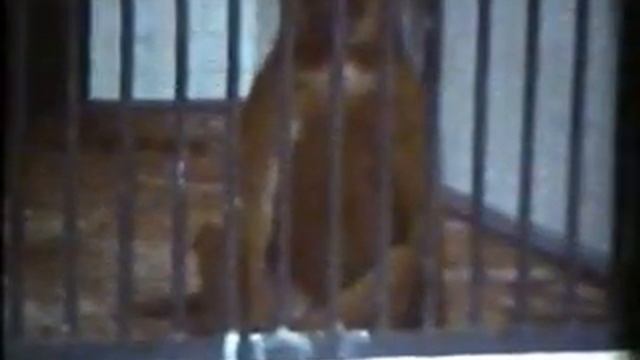 Проездом через Калининградский зоопарк смотреть онлайн