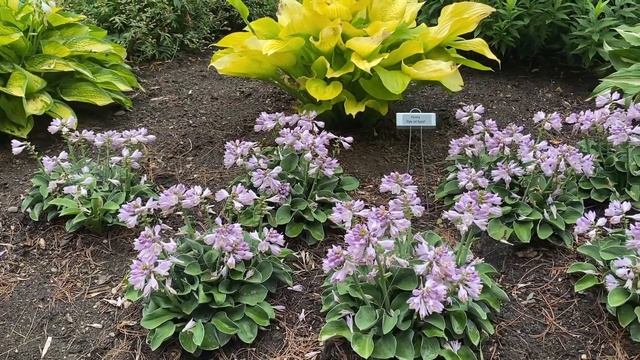 Blue Mouse Ears Hosta смотреть онлайн