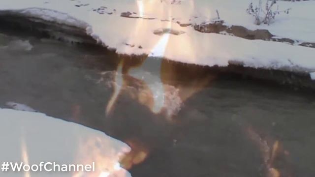 Как начать медитировать. Концентрация внимания #WoofChannel смотреть онлайн