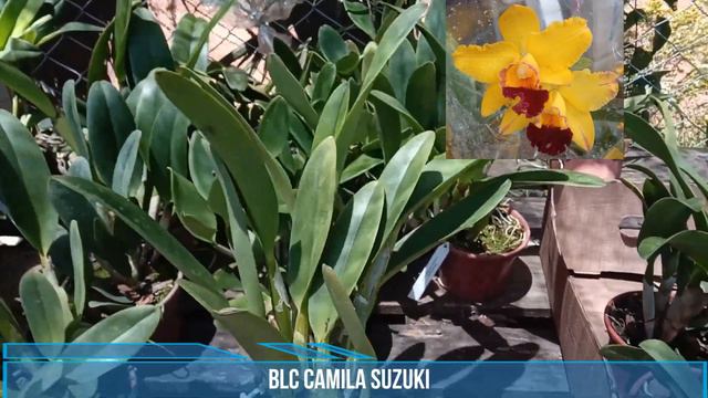 LINDA ORQUÍDEA ADULTA AMARELA COM LABELO VERMELHO BLC CAMILA SUZUKI смотреть онлайн