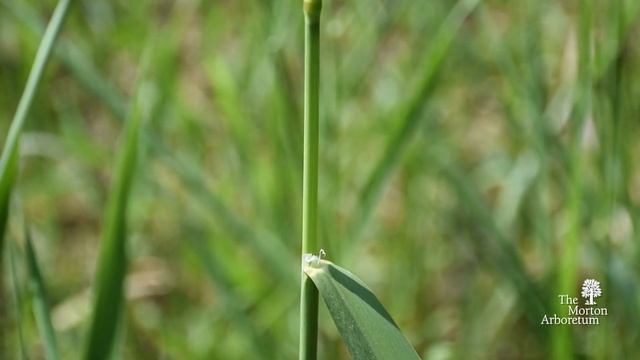 How To Identify Reed Canary Grass (Phalaris Arundinacea)