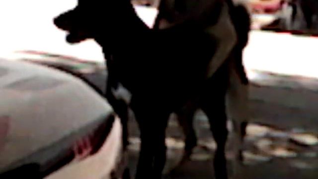 Собаки спариваются смотреть онлайн